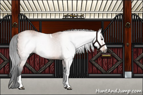 Horse Color:Gray Bay Splash Tobiano 