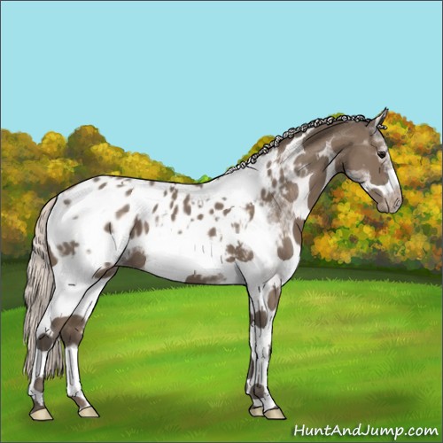 Horse Color:White Spotted Silver Black Tobiano Frame Appaloosa 