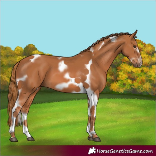 Horse Color:Chestnut Splash Tobiano Frame 