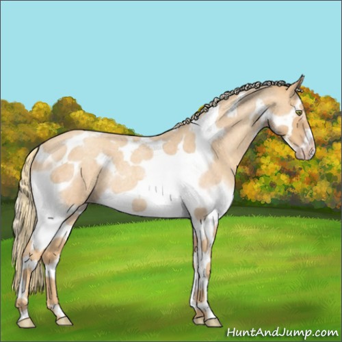 Horse Color:Gold Champagne Roan Splash Tobiano Frame Rabicano 