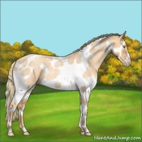 Horse Color:Gold Champagne Roan Splash Tobiano Frame Rabicano 