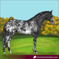 Horse Color:Black Splash Tobiano Frame Appaloosa  and White Spotted Black Frame Appaloosa 
