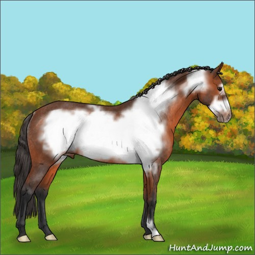 Horse Color:Bay Frame Rabicano 