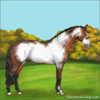 Horse Color:Bay Frame Rabicano 