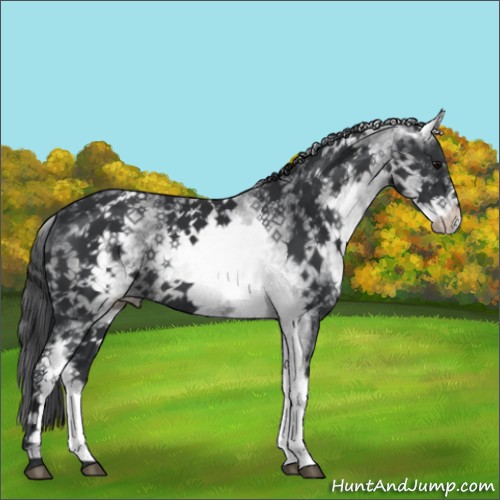 Horse Color:White Spotted Black Varnish Rabicano 