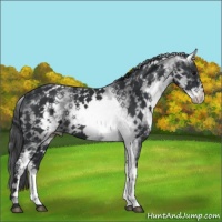 Horse Color:White Spotted Black Varnish Rabicano 
