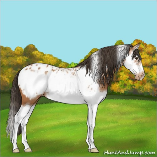 Horse Color:Bay Splash Frame Appaloosa 