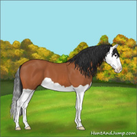 Horse Color:Bay Splash