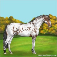 Horse Color:White Spotted Bay Roan Near Leopard 