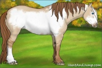 Horse Color:Red Dun Frame 