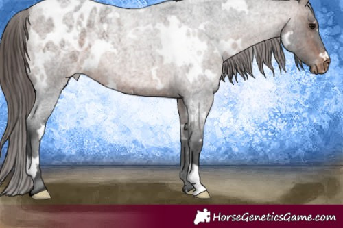 Horse Color:White Spotted Brown Roan Blanket