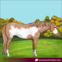Horse Color:Red Roan Frame 