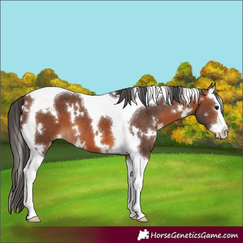 Horse Color:White Spotted Bay Splash Tobiano