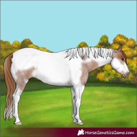Horse Color:Red Roan Tobiano Frame