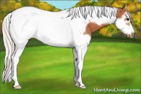 Horse Color:Silver Bay Splash Tobiano Frame