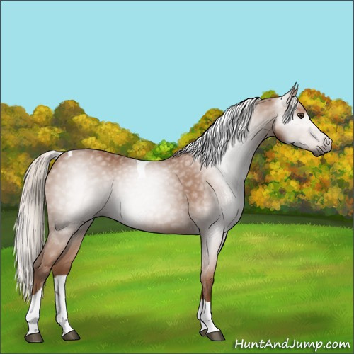 Horse Color:Gray Silver Bay Tobiano 