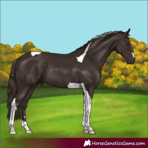 Horse Color:Liver Chestnut Tobiano Rabicano