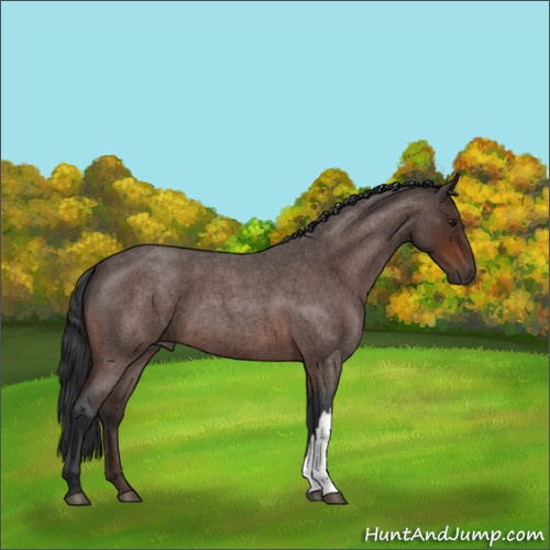 Horse Color:Brown Roan 