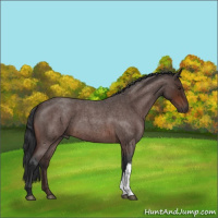Horse Color:Brown Roan