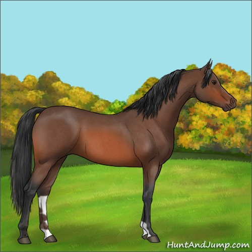 Horse Color:Brown Roan