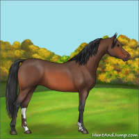 Horse Color:Brown Roan