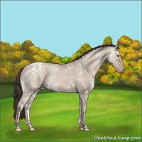 Horse Color:Classic Champagne Ice Roan Dun 