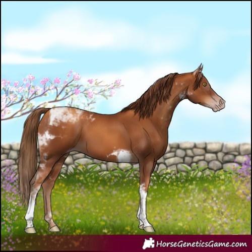 Horse Color:Gray Gold Champagne Tobiano 