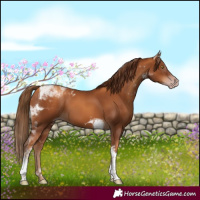 Horse Color:Gray Gold Champagne Tobiano 