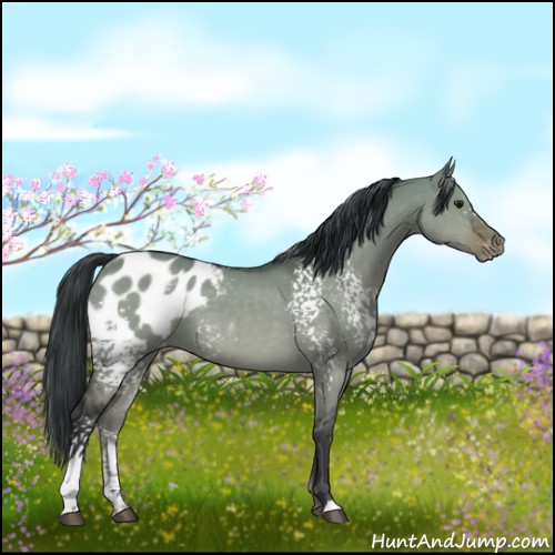 Horse Color:White Spotted Brown Dun Blanket 