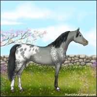 Horse Color:White Spotted Brown Dun Blanket 