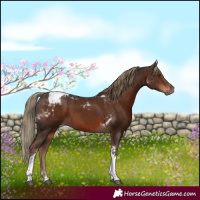 Horse Color:Liver Chestnut Tobiano 