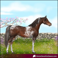 Horse Color:Liver Chestnut Tobiano 