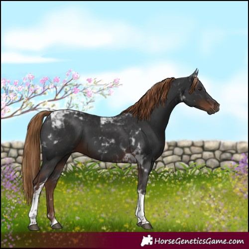 Horse Color:Gray Liver Chestnut Tobiano 