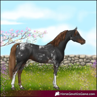 Horse Color:Gray Liver Chestnut Tobiano 