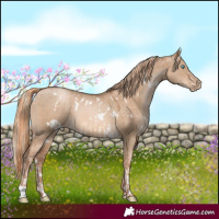 Horse Color:Chocolate Palomino Pearl Sabino Rabicano  and White Spotted Liver Red Dun Pearl 