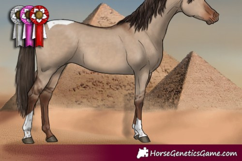 Horse Color:Liver Red Dun Tobiano 