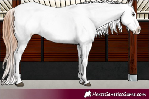 Horse Color:Bay Roan Dun Appaloosa 