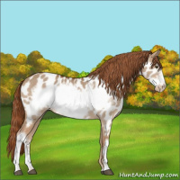Horse Color:Red Dun Frame Appaloosa Rabicano 