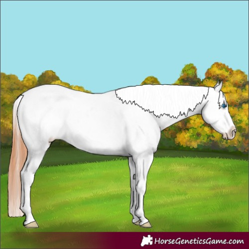 Horse Color:Bay Dun Splash Tobiano Blanket