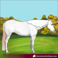Horse Color:Bay Dun Splash Tobiano Blanket