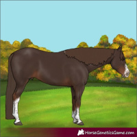 Horse Color:Liver Chestnut Tobiano Frame