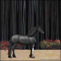 Horse Color:Black 