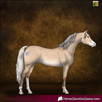 Horse Color:Silver Bay Dun Sabino 