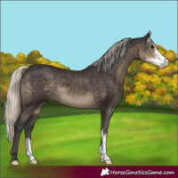 Horse Color:Silver Smoky Black Sabino 