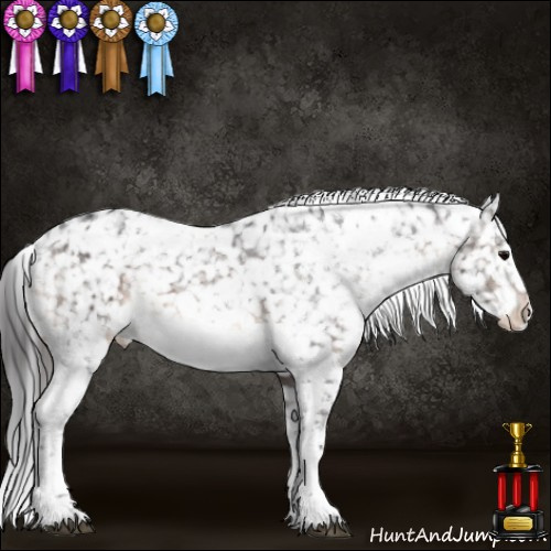 Horse Color:White Spotted Brown Appaloosa 