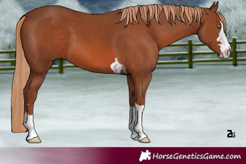 Horse Color:Chestnut 