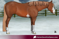 Horse Color:Chestnut 