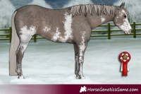 Horse Color:Silver Black Sabino 