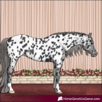 Horse Color:Black Appaloosa 