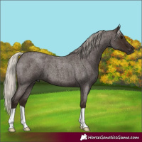 Horse Color:Gray Silver Blue Roan 